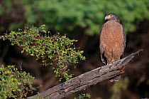 Crested serpent eagle (Spilornis cheela), Keoladeo Ghana NP, Bharatpur, Rajasthan, India