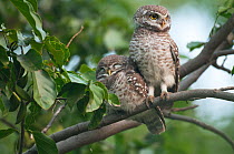 Spotted owlets (Athene brama) two chicks on branch, Keoladeo Ghana NP, Bharatpur, Rajasthan, India