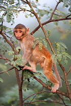 Rhesus macaque (Macaca mulatta) juvenile, Keoladeo Ghana NP, Bharatpur, Rajasthan, India
