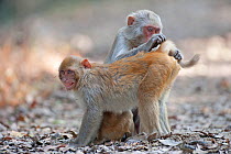 Rhesus macaque (Macaca mulatta) grooming, Keoladeo Ghana NP, Bharatpur, Rajasthan, India
