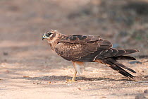 Pallid harrier (Circus macrourus) juvenile or first year, Velvadar, Gujarat, India