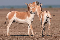 Khur / Asiatic wild ass (Equus hemionus) two nuzzling each other, Little Rann of Kutch, Gujarat, India