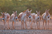 Khur / Asiatic wild ass (Equus hemionus) group in evening light, Little Rann of Kutch, Gujarat, India