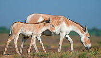 Khur  / Asiatic wild ass (Equus hemionus) with foal, Little Rann of Kutch, Gujarat, India