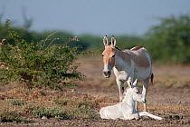 Khur  / Asiatic wild ass (Equus hemionus) with very pale foal, Little Rann of Kutch, Gujarat, India