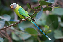 Plum headed parakeet (Psittacula cyanocephala) female, Sawai Modhopur, Rajasthan, India
