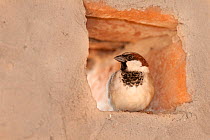 House sparrow (Passer domesticus) in window hole, Shekhawathi region, Rajasthan, India