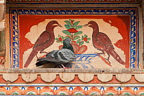 Rock dove (Columba livia), sitting in front of typical wall paintings of Shekhawathi region, Shekhawathi, Rajasthan, India