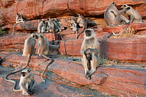 Southern plains grey langur ( Semnopithecus entellus / Presbytis entellus) family troop sitting on rock face, Jodhpur, Rajasthan India