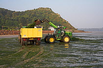 Farmer collecting sea-lettuce as fertiliser for organic farming. Baie de Lannion, Brittany, France, September, 2008.