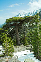 Corsican Pines (Pinus nigra laricio) and mountain slopes. Haut Asco, Corsica, France. April