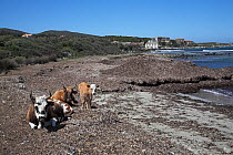 Cattle (Bos taurus) on the beach near the village of Barcaggio beyond. Cap Corse, Corsica, France, April.