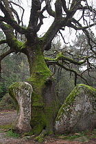 Rock split by growth of ancient tree. Parc Naturel Regional de Corse, Corsica, France, April.