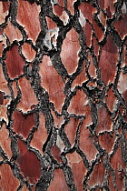 Bark of Stone Pine (Pinus pinea) showing characteristic pattern. Corsica, France, April.