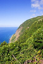 Coastal forest near Loural. Sao Jorge, Azores, September 2004.