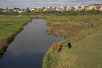View from the Peacock Tower hide. WWT London Wetland Centre, London, UK, October 2009.