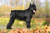 Giant Schnauzer dog, standing beside water, showstack, France
