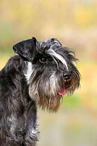 Miniature Schnauzer dog, head portrait, France