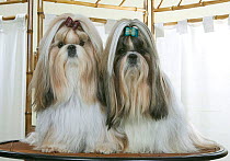 Two Shih Tzu / Chrysanthemum Dogs, studio portrait with bows in hair