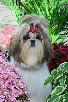Shih Tzu / Chrysanthemum Dog, puppy amongst chrysanthemum flowers, with bow in hair, France