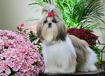 Shih Tzu / Chrysanthemum Dog, puppy amongst chrysanthemum flowers, with bow in hair, France