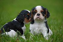 Domestic dog, Cavelier King Charles Spaniel, two tricolour puppies on grass, France