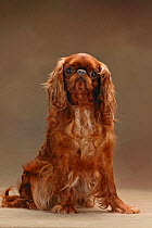 Domestic dog, Cavelier King Charles Spaniel, ruby, studio portrait