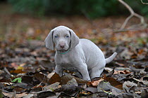 Domestic dog, Weimaraner, puppy on leaves, France