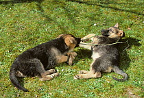 German Shepherd Dog / Alsatian, two puppies playing with twig in garden, France
