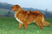 Domestic dog, Nova Scotia Duck / Tolling Retriever / Little River Duck Dog / Yarmouth Toller, standing portrait, France