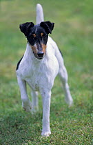 Domestic dog, Smooth haired Fox Terrier, standing portrait with one leg raised, France