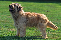 Domestic dog, Catalan sheepdog / Gos d'Atura Catalan, standing portrait, France
