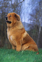 Domestic dog, Tibetan Mastiff, gold colour, sitting portrait, France