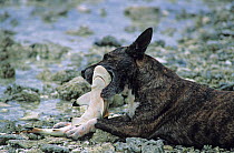 Domestic dog, Ethnic dog feeding on dogfish / small shark it has caught on coast, Mopelia atoll, French Polynesia