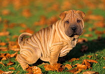 Domestic dog, Shar Pei / Chinese fighting dog, puppy, 2 months, urinating on grass, France