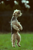 Domestic dog, Welsh Terrier leaping into the air, France