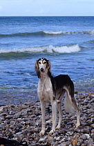 Domestic dog, Saluki / Arabian Hound / Gazelle Hound / Persian Greyhound, portrait on beach, France