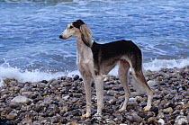 Domestic dog, Saluki / Arabian Hound / Gazelle Hound / Persian Greyhound, standing portrait on beach, France