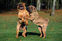 Domestic dog, Shar Pei / Chinese fighting dog, two adults play fighting on grass, France