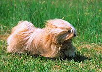 Havanese / Havana Silk Dog, running over grass, France