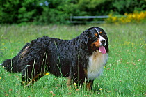 Domestic dog, Bernese Mountain Dog / Berner Sennenhund / Bernese Cattle Dog, in long grass, France