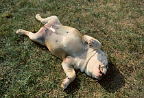 Domestic dog, English Bulldog, female rolling on grass, France