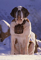 Domestic dog, St. Bernard / Alpine Mastiff, sitting portrait with wooden barrel on collar, Alps, France