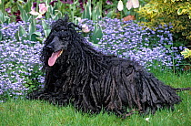 Domestic dog, black cord-haired Poodle, female, 13 years, lying on grass, France