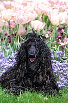 Domestic dog, black cord-haired Poodle, female, 13 years, lying on grass, France