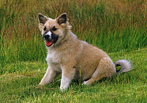 Dog, Farehound, puppy +++ Chien, Berger d'Islande, Berger islandais, chiot