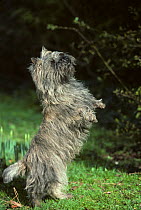 Domestic dog, Cairn Terrier standing on back legs, France