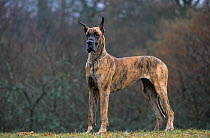 Domestic dog, Great Dane / German Mastiff, black brindle colour, standing portrait with ears erect, France
