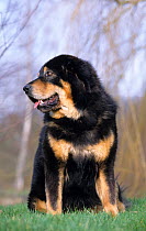 Domestic dog, Tibetan Mastiff, black and tan colour, sitting portrait, France