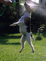 Domestic dog, Wire haired Fox Terrier, leaping up into water sprayed from garden hose, France